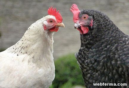 Kannibalizmus csirkék okoz és ellenőrzése csipegető