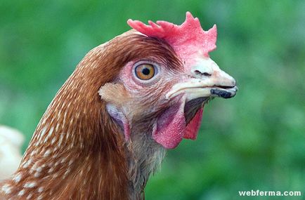 Kannibalizmus csirkék okoz és ellenőrzése csipegető
