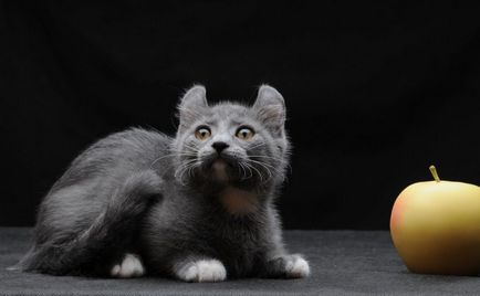 Korotkolapye törpe fajtájú macskák - képek és nevek korotkolapye macskák