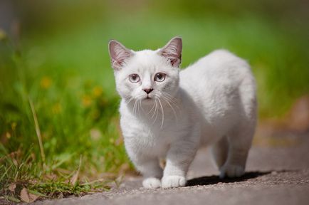 Korotkolapye törpe fajtájú macskák - képek és nevek korotkolapye macskák