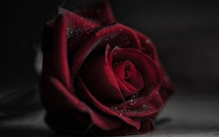 Miért álom rózsa (vörös, fehér, rózsaszín, fekete, és egyéb) lány, nő, vagy egy csokor szirmok