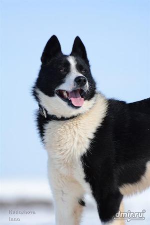 A nevet a kutya Laika adott név kiválasztása
