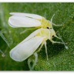 Amikor a permetlé ribizli Pest rugó (spray) Ha permetezett ribizli kártevők ellen tavasszal