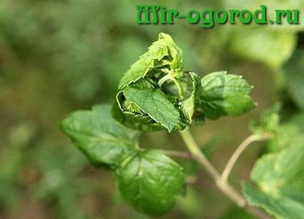 Amikor a permetlé ribizli Pest (rugós) Ha permetezett ribizli kártevők ellen tavasszal