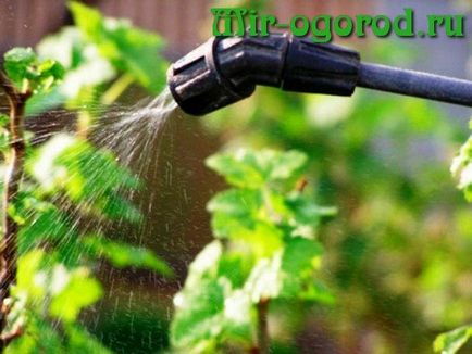 Amikor a permetlé ribizli Pest rugó (ribizli) Ha permetezett ribizli kártevők ellen tavasszal