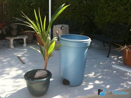 Coconut fa otthon öntözés, ültetés, a hőmérséklet