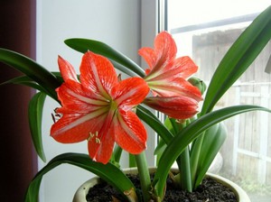 Lily szoba otthoni gondozást és osztályozása, vásárlási otthon liliom ültető