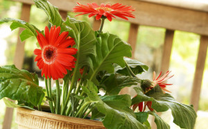Cserepes gerbera virágok ellátást, reprodukció és a kezelés otthon (fotó)