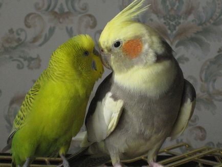 Corella, egy kicsit beszédes papagáj (Corell little beszédes) Corella, egy kicsit beszédes papagáj