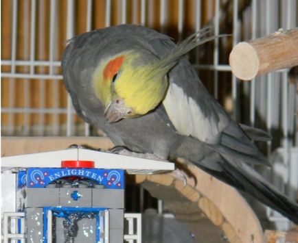 Corella, egy kicsit beszédes papagáj (papagáj) Corella, egy kicsit beszédes papagáj