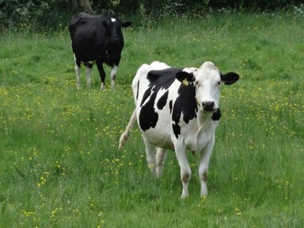 A tehenek takarmányozása diéta, hogy mennyi a takarmány, széna