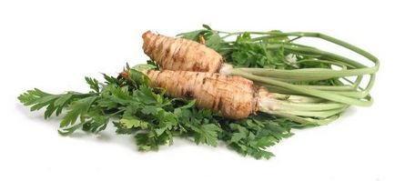 Root - az, hogy a tárolása kapásnövények (cukorrépa gyökér egy gyökérzöldség gyökérzöldség-betakarító sárgarépa) Root - az, hogy a tároló kapásnövények