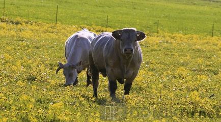 Cow - otthon zhivotnoesvoy községben