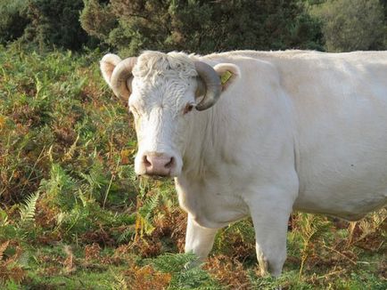 A tehén nem kérődzik, mit kell tenni a kezelés, egy népszerű módszer