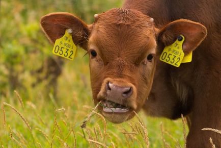 A tehén nem kérődzik, mit kell tenni a kezelés, egy népszerű módszer