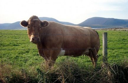 A tehén nem kérődzik, mit kell tenni a kezelés, egy népszerű módszer