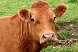 A tehén nem kérődzik kezelés okozza, és mit kell tenni