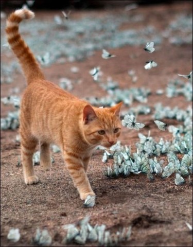 Cat esküvő, vörös macska