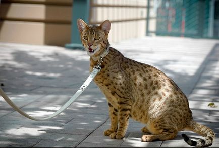 Cat Usher, mint ideális kisállat