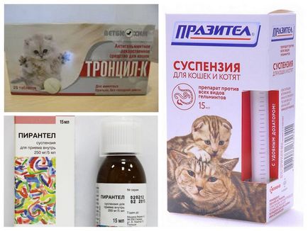A macska karcos a sebeket a nyakon, de nem bolhák - mint a gyógyítás (viszketés) A macska karcos a sebeket a nyakon, de nem bolhák - mint a gyógyítás