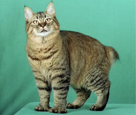 Lynx macska - fajta, macska-szerű ügetés rojt a füle