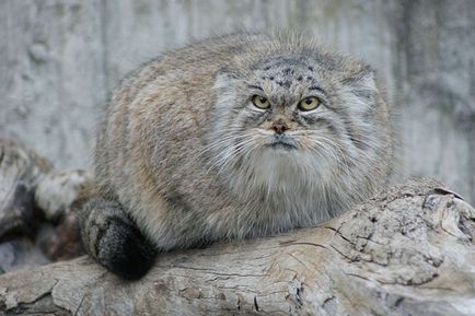 Lynx macska - fajta, macska-szerű ügetés rojt a füle