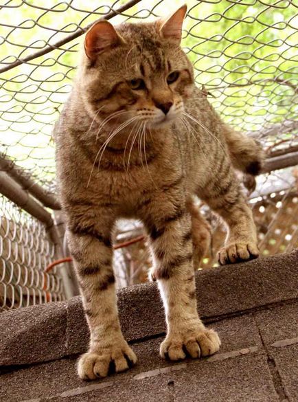 Cat-and-Bobtail és más fajtájú macskák nélkül farok; egy macska és egy macska nélkül farok, hasonló Lynx