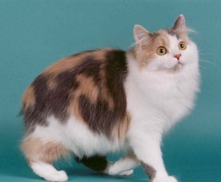 Cat-and-Bobtail és más fajtájú macskák nélkül farok; egy macska és egy macska nélkül farok, hasonló Lynx
