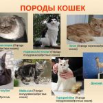Van macska fajta ár, fotók, ahol vásárolni, vagy nem tud úszni, fürödni, a költségek és az értékesítés, ahol (cat) Van macska fajta ár, fotók, ahol vásárolni, vagy nem tud úszni, fürödni, ahol a költségek és az értékesítés