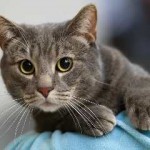 Van macska fajta ár, fotók, ahol vásárolni, vagy nem tud úszni, fürödni, a költségek és az értékesítés, ahol (cat) Van macska fajta ár, fotók, ahol vásárolni, vagy nem tud úszni, fürödni, ahol a költségek és az értékesítés