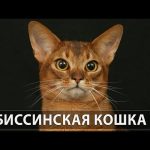 Van macska fajta ár, fotók, ahol vásárolni, vagy nem tud úszni, fürödni, a költségek és az értékesítés, ahol (Van) Van macska fajta ár, fotók, ahol vásárolni, vagy nem tud úszni, fürödni, ahol a költségek és az értékesítés