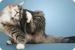 A macska karcos okai, tünetei, kezelés, gyógyszeres kezelés, miért