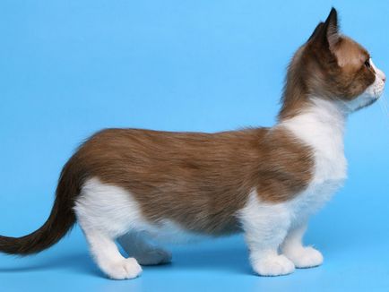 Tacskómacska szaporodnak a karaktert, és az ár, fajta leírás és fotó korotkolapyh macskák
