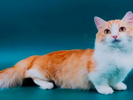 Tacskómacska szaporodnak a karaktert, és az ár, fajta leírás és fotó korotkolapyh macskák