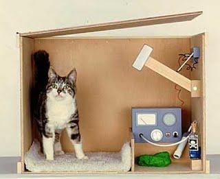 Schrödinger macskájának - a híres kísérlet paradox