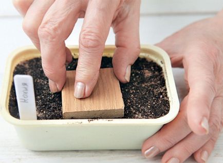 Seprűfüvet termesztés, ültetés technológia, egy fénykép, válasszon egy leszálló