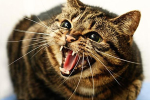 Rövidpályás macska nyelv