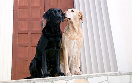 Ki a jobb - férfi vagy női kutya a házban