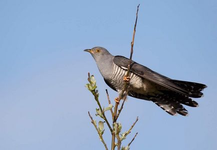 Közös kakukk, hogyan lehet „dolgok” madár (dobja a tojás) Közös kakukk, hogyan lehet „dolgok” madár