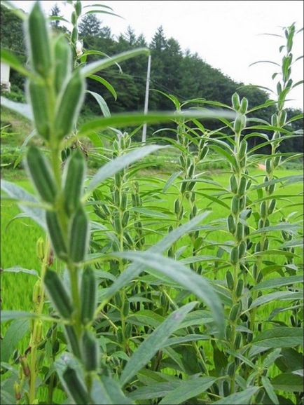 Sesame (szezám), hasznos tulajdonság és ellenjavallatok vetőmag, alkalmazási