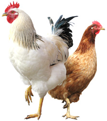 Csirke - hasznos és káros tulajdonságait csirke