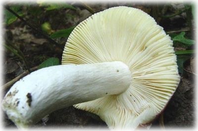 Vadon termő ehető gombák fotók, elnevezések és leírások