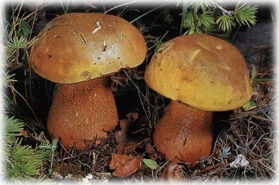 Vadon termő ehető gombák fotók, elnevezések és leírások