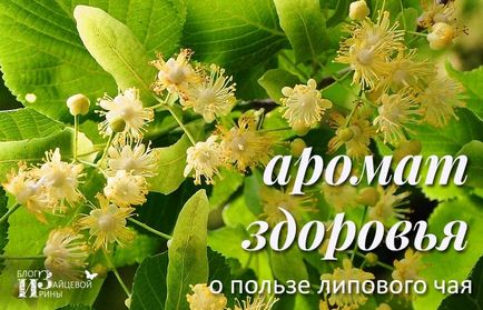 Linden tea (hársfa) Linden tea