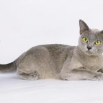 Kopasz macska fajta neve, fotója és az ár, fizikai leírását és jellegét, és ahol a legjobb óvodák