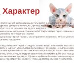 Kopasz macska fajta neve, fotója és az ár, fizikai leírását és jellegét, és ahol a legjobb óvodák