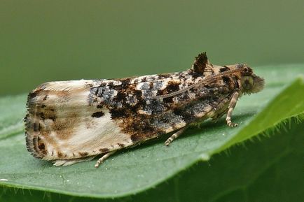 Moth alma -, hogyan kell harcolni, hogy ne veszítse el az aratás