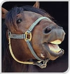 Neighing egy ló -, hogy tudjuk róla, szerelmem lovaknak