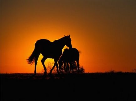 cowboy ló - helyszínen a lovak