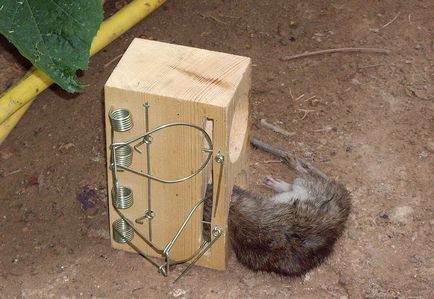 Csapdák patkányok kezüket csapda egerek, házi Potkányfogók, ketrec rágcsálóknak